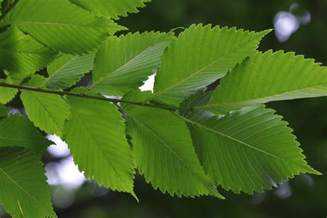 American Elm (U.S. National Park Service)