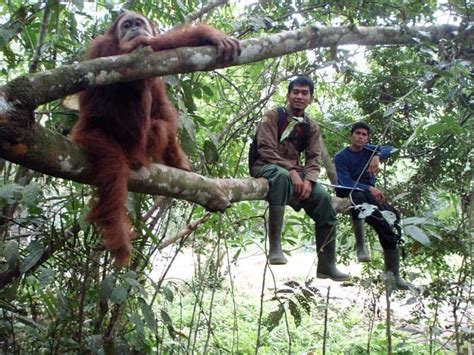 Sumatran Orangutan Conservation Programme - Orangutan Conservancy