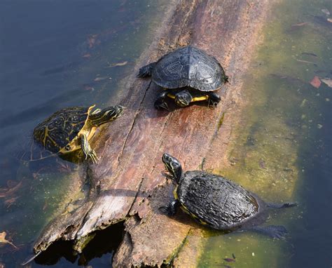 淡水カメがなる最大の大きさは？海水でも生きていけるのかや種類と飼育は？ | Eizan's pet life