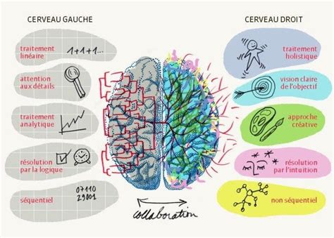 Fonctionnement du cerveau | Cerveau droit, Cerveau gauche, Cerveau