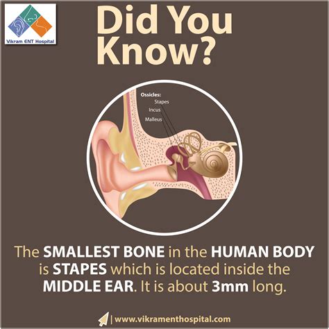 The stapes is one of the ossicles found in the middle ear. It is the ...