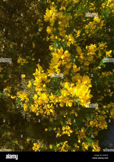 Thorn Forest Stock Photos & Thorn Forest Stock Images - Alamy