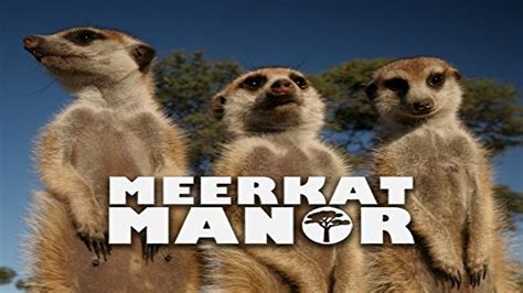 Watch Meerkat Manor Streaming Online - Yidio