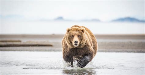 World Record Kodiak Bear Size