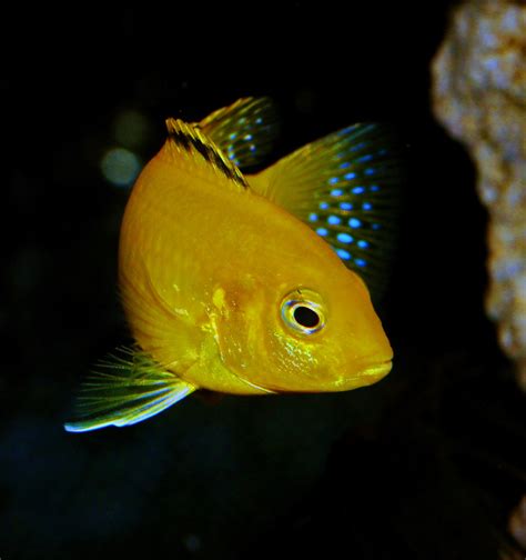 Free Images : tropical, africa, blue, yellow, fish, fauna, fin, close ...