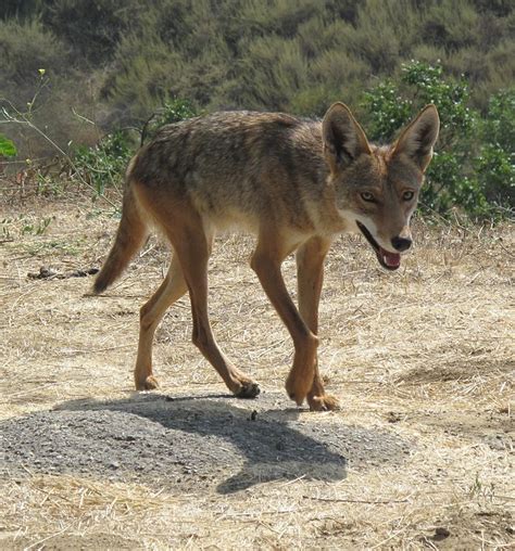 Texas Hill Country Coyotes Can Infiltrate Urban Areas