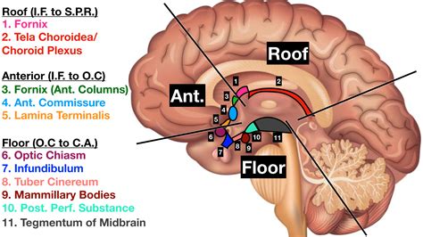 Posterior Anterior Brain