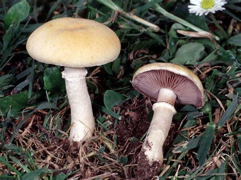 California Fungi: Stropharia coronilla