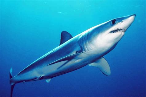 Fossilguy.com: Mako (Isurus) Shark Facts and Information - Including ...