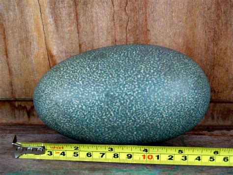 Cassowary egg skin real - Casuarius casuarius - 14cm - Catawiki