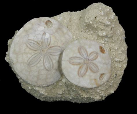 Beautiful Fossil Sand Dollar (Amphiope) Pair - France (#41368) For Sale ...