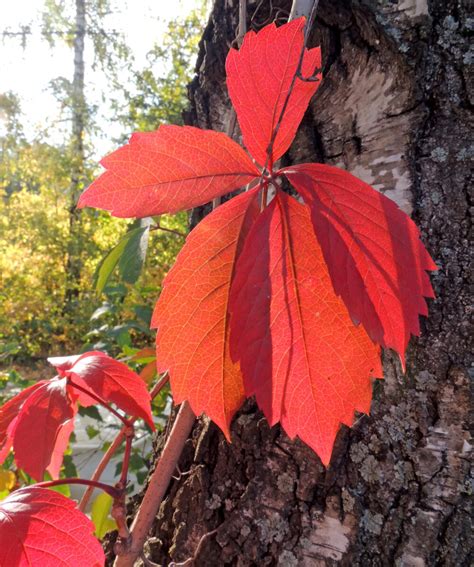 Virginia Creeper - Parthenocissus Quinquefolia | Shrubs | Cold Stream Farm