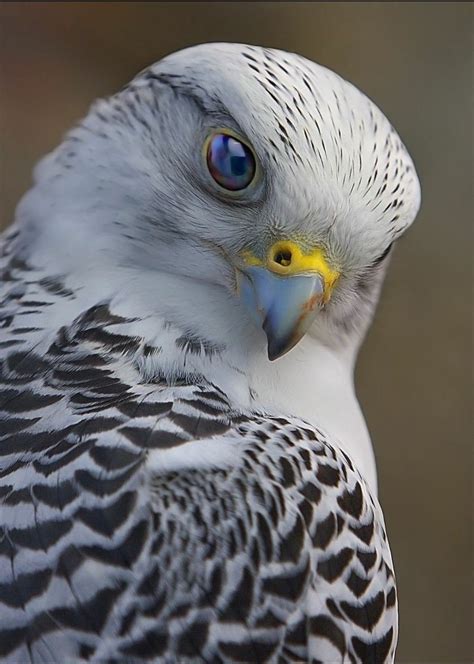 Gyrfalcon | Colorful birds, Birds of prey, Beautiful birds