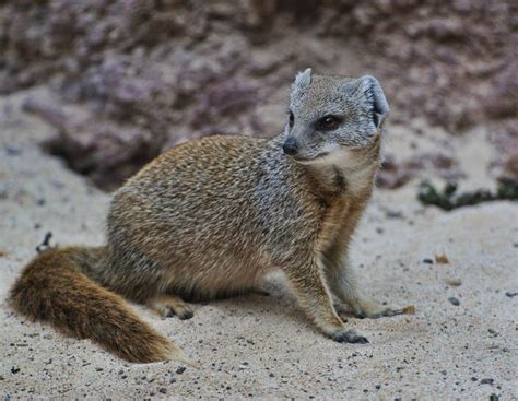 Fuerteventura (Nov 2015) (200) | Animals, Canary islands, Fuerteventura