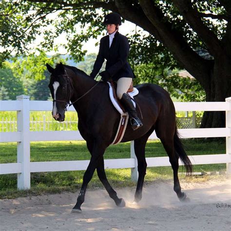 Stepping Stone Horse Shows – GoShowMichigan