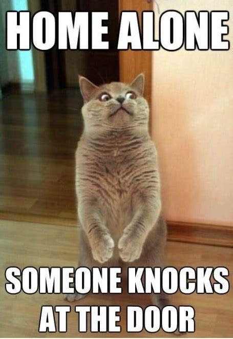 25 Funny Animal Memes To Make You Laugh Till You Drop