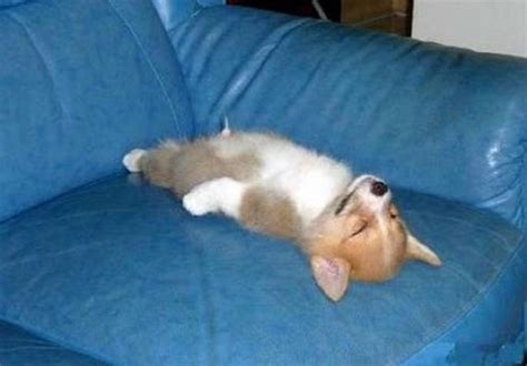 30 hilarious photos proving that puppies can sleep wherever they please