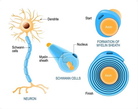 Describe the Three Different Forms of Schwann Cells - Casey-has-Allen