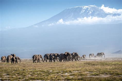 Mount Kenya National park & Reserve —Gorilla tracking safaris in Africa