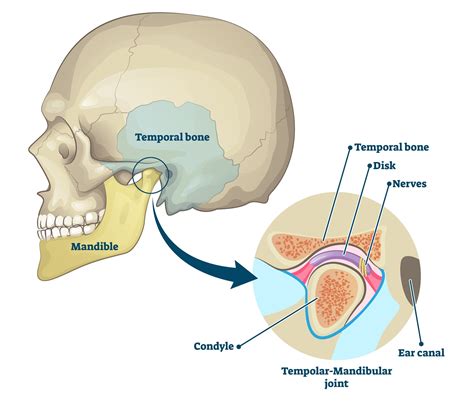 My Jaw Locks & Clicks! What's Going On? — Ladner Village Physiotherapy ...