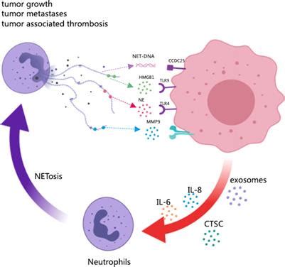 Frontiers | Neutrophil extracellular traps: New players in cancer research