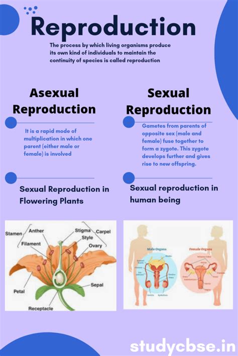 [Latest] How Do Organism Reproduce Notes Questions Class 10