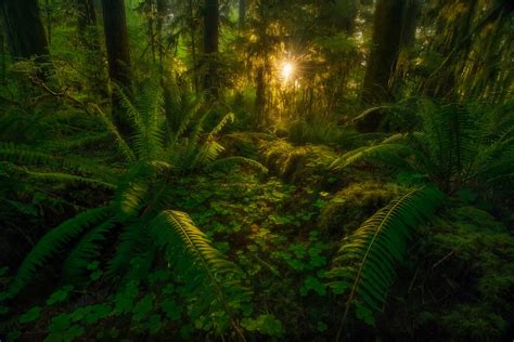 Lush Green Rainforest at Sunset - Image Abyss