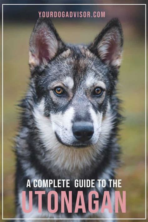 A Complete Guide To The Utonagan | Your Dog Advisor