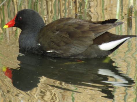 Common Moorhen by Chris Rymer - BirdGuides