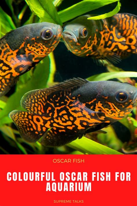 Colourful Oscar Fish for Aquarium | Oscar fish, Tiger oscar fish, Fish ...