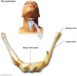 Is Your Hyoid Bone The Key To Unlocking Your Entire Body? - Ben Fedrick ...