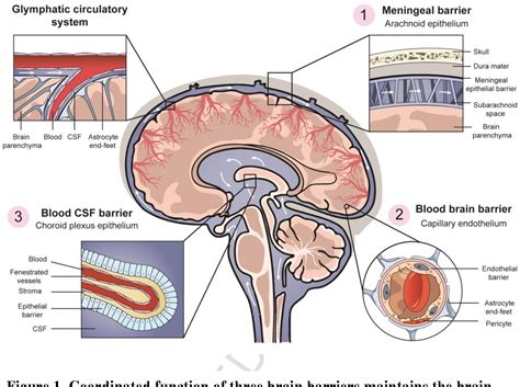 The blood brain barrier and neuropsychiatric lupus: new perspectives in ...