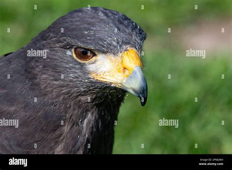 Leeds castle falconry centre hi-res stock photography and images - Alamy