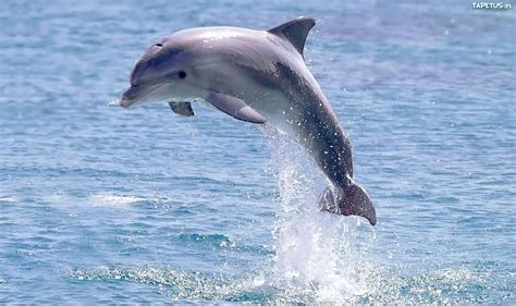 Pin on DELFIN | Animals, Sea animals, Dolphins