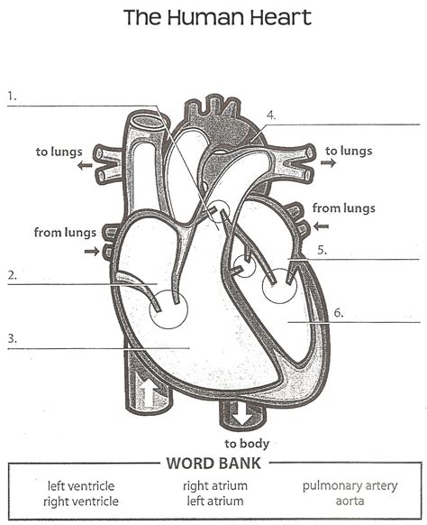 Heart Label Worksheets