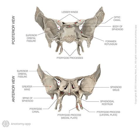 Sphenoid bone | Encyclopedia | Anatomy.app | Learn anatomy | 3D models ...