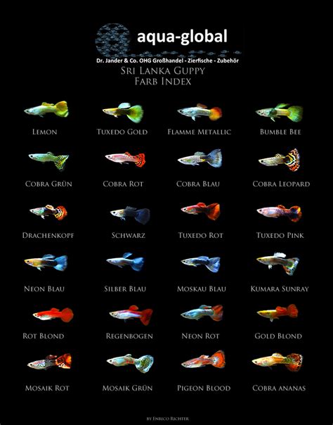 Complete Guppy Care Guide 2020:Tank Req, Fancy Varieties, Breeding