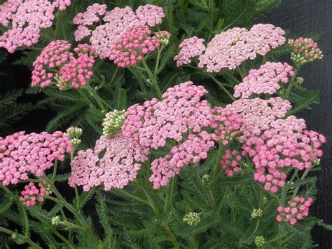 Achillea 'pink grapefruit' @ E.C. Brown's Sun Perennials, Perennial ...