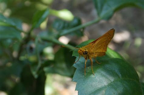 Yellow Butterfly In My Garden | Fliiby | Yellow butterfly, Garden ...