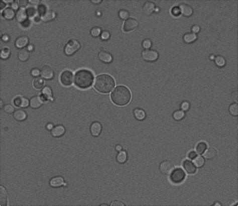 Team:TU-Delft/Yeast - 2012.igem.org