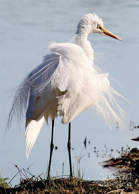 Crazy Egret Feathers Photograph by Carol Groenen - Fine Art America