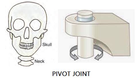 Pivot Joint Neck