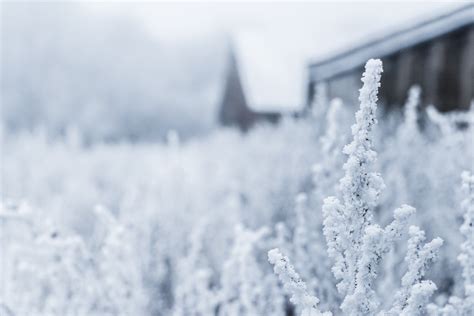 Free Images : snow, frost, ice, weather, frozen, season, blizzard ...