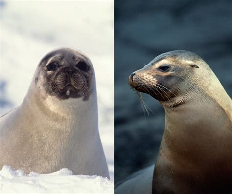 Seals vs. Sea lions — Sea Smart: Help Us Protect Our Ocean