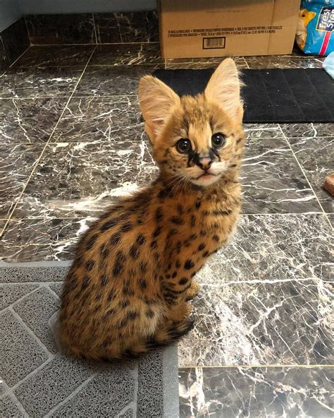 Gorgeous serval kitten | Serval kitten, Serval cats, Pretty cats