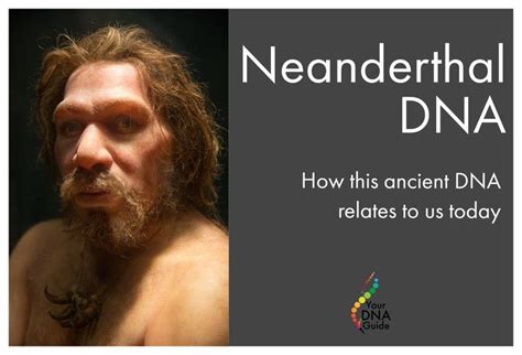 The Ancient DNA of Neanderthals | Dna, Neanderthal, Family tree dna