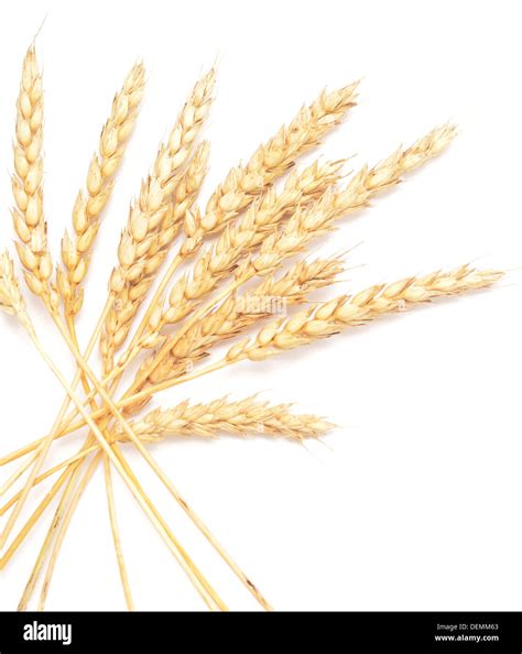 golden wheat isolated on white background Stock Photo - Alamy