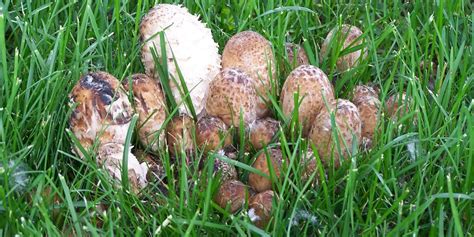 Three tips on how to distinguish an edible mushroom from a poisonous one