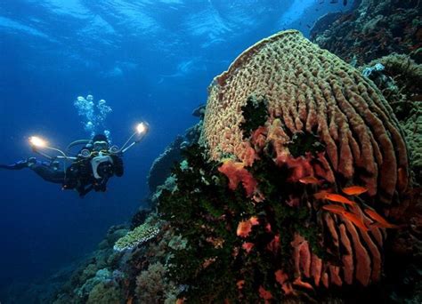 Puerto Galera Dive Sites - Atlantis Dive Resorts and Liveaboard Philippines