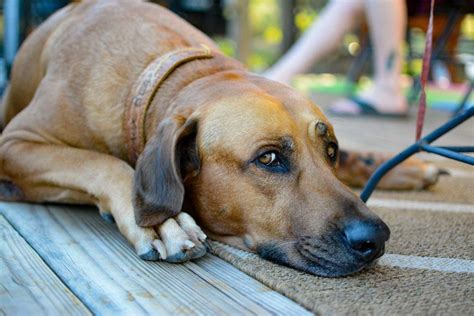 Rhodesian Ridgeback: Temperament, Personality Traits and More